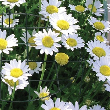 Опора для растений Пергола-лестница для цветов