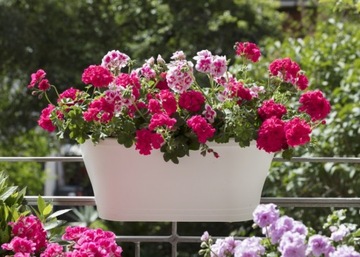 ПОЧВА ДЛЯ ПЕЛАРГОНИЙ И СУРФИНИЯ Удобрительный СУБСТРАТ