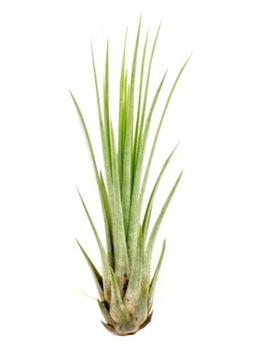 Tillandsia, oplatwa JUNCEA mini ~14-17 cm