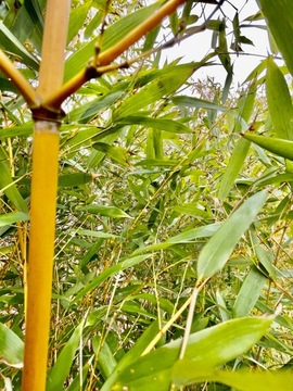BAMBUS DRZEWIASTY PHYLLOSTACHYS F AUREOCAULIS 2,5L