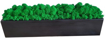 Drewniana doniczka z mchem chrobotkiem, 50 cm