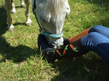Podkolanówki jeździeckie Comodo dla DZIECI marchewka