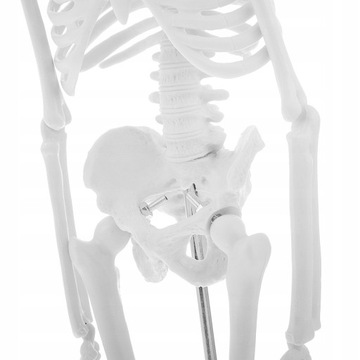 Mini 45 cm Zestawy modeli szkieletów ludzkiego