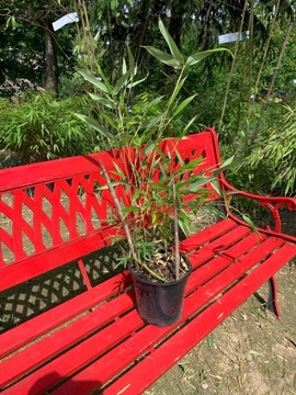 BAMBUS DRZEWIASTY FILOSTACHYS F. SPECTABILIS 2,5 L