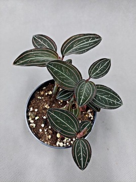 LUDISIA DISCOLOR Jewel Orchid