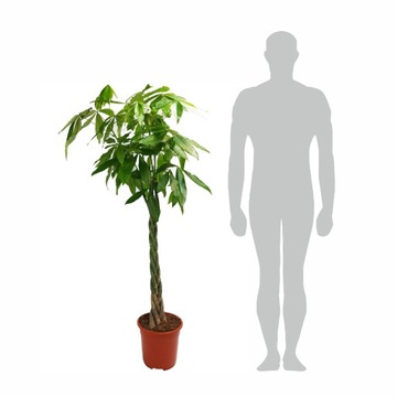 WIELKA! 150cm Pachira Aquatica wodna GRUBE PNIE!