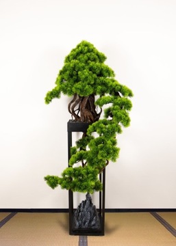 Dekoracyjne bonsai pokojowe kaskadowe, Sosna PN-76