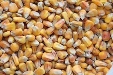 кукуруза 25кг для кур, голубей, комбикорм, зерно