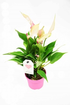 Anturium Lilli anthurium P9