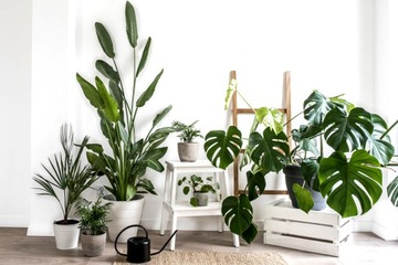 ZIEMIA PODŁOŻE DO ROŚLIN ZIELONYCH PALM COMPO 10L