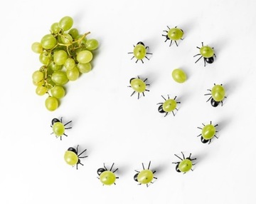 Вечерние муравьи для палочек, закуски, закуски, шампуры, набор из 12 штук.