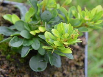 Berberys Thunberga Kobold P9 karłowy zielony krzew