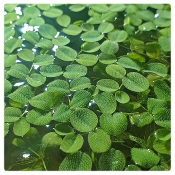Salvinia Auriculata roślina do oczka wodnego