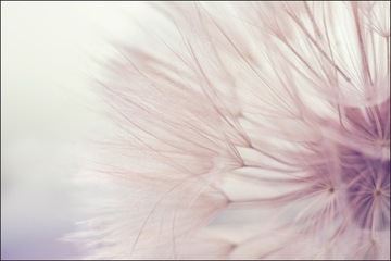 Fototapeta dmuchawiec kwiaty do sypialni 180x270