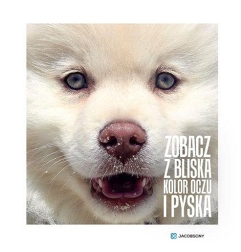 Zobacz z bliska kolor oczu i pyska Zwierzęta