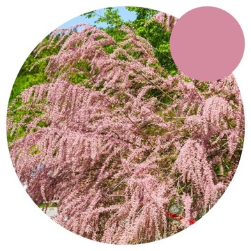TAMARYSZEK - Różowa Chmura -PIĘKNY- Idealny Na Suche Gleby - Niewymagający