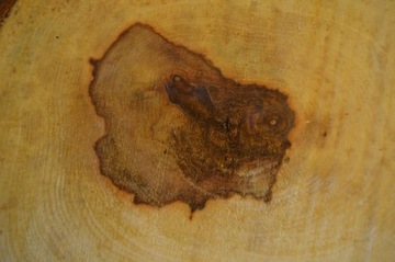 Plaster Kasztana 38x30 cm Drewniane Deski Tacka