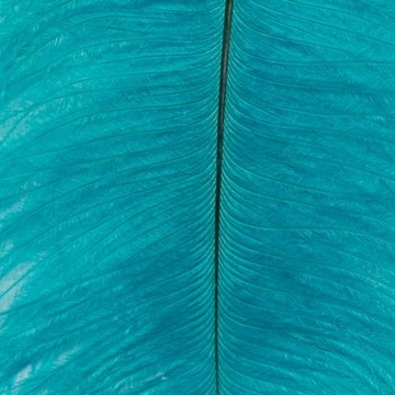 Pióro Strusia Naturalne Farbowane FD Ostrich Herl Turquise Blue FD1911