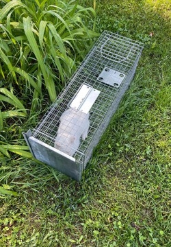 БОЛЬШИЕ ЖИВЫЕ ЛОВУШКИ МУЖЧИНЫ ЛОВУШКИ КРЫСЫ ЛОСКИ НОРКИ ТРУСЫ ПРОВЕРЕНО PL