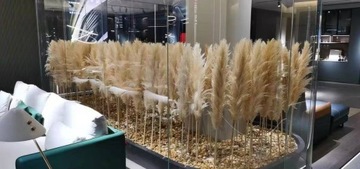 Натуральная трава пампаса сушено 5 шт 117 см. Премиум плейм 75 см