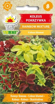 Koleus Rainbow Mixture Pokrzywka nasiona Toraf
