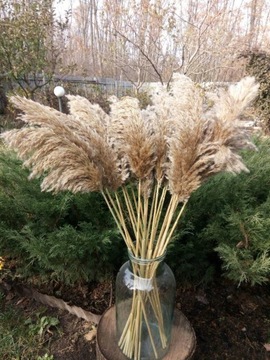Сушеные декоративные пампасы из пампасов для букета ваз из декоративных трав