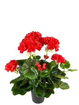PELARGONIA SZTUCZNA CZERWONA W DONICZCE JAK ŻYWA