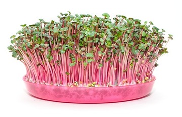 Nasiona na kiełki RZODKIEWKA CHINA ROSE 100g