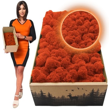 Mech CHROBOTEK RENIFEROWY fiński 500g Dekoracyjny PREMIUM żywy ozdobny