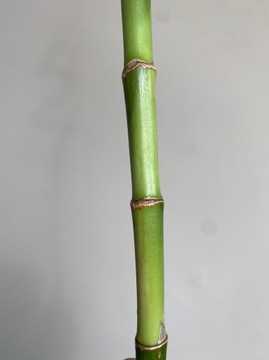 Lucky Bamboo Spirals Бамбук ДРАКЕНА 50 см