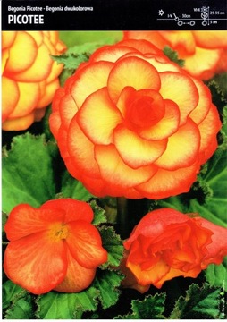Cebulka Begonia Crispa Picotee 1szt