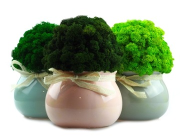 Мох в горшке МИКРОКЛИМАТ БОЧКИ