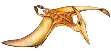 NAKLEJKA NA ŚCIANĘ DINOZAUR PTERODAKTYL 100cm eco
