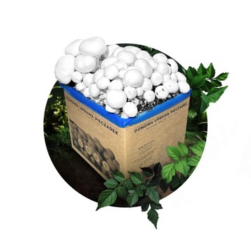 ГРИБНАЯ ТАЙНА 8кг набор для выращивания ГАРАНТИЯ УРОЖАЯ + ИНСТРУКЦИЯ