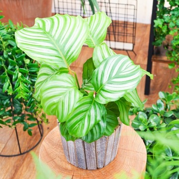 Calathea Orbifolia - Kalatea okrągłolistna roz. L, Idealna dla Cienistych