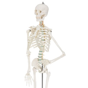 МОДЕЛЬ 501 SKELETON SKELETON 181,5 см FV В РАССРОЧКУ