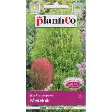 Mietelnik Kochia 2g Nasiona PlantiCo