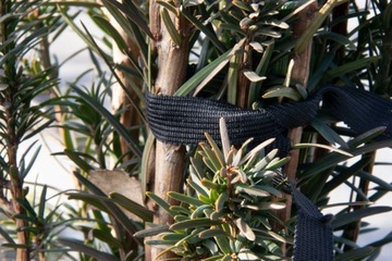 ЛЕНТА ДЛЯ КРЕПЛЕНИЯ РАСТЕНИЙ, ДЕРЕВЬЕВ И КУСТАРНИКОВ, ОЧЕНЬ ПРОЧНАЯ ДЛИНА 26мм 50М 26Х50