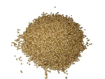 KOLENDRA - super dodatek do zanęty - 250 g