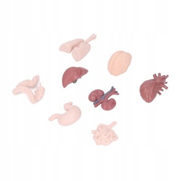 Имитационная модель анатомии тела органов человека