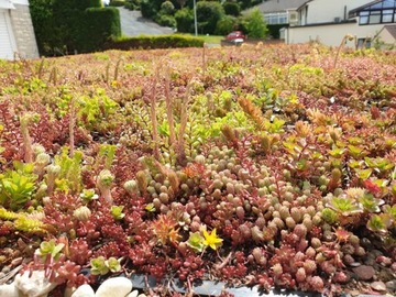 Зеленая крыша - панели очитка - поддон 10 м²