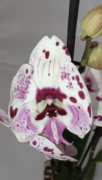 Орхидея ФАЛЕНОПСИС 5 Убанги большая губа цветок 10 см