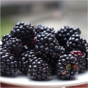 JEŻYNA LIOFILIZOWANA 50g HiFOOD BEZ KONSERWANTÓW