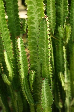 Euphorbia Trigona Wilczomlecz Trójżebrowy