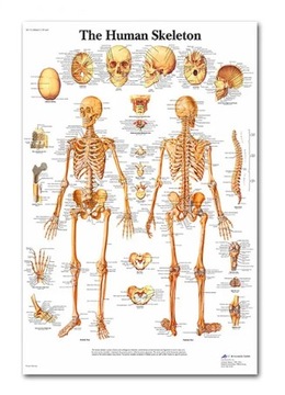 Nauka Anatomii - Plakaty Medyczne