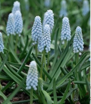 Szafirki niebieskie 20 cebul Muscari Baby Breath