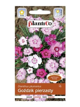 Goździk pierzasty mieszanka 0.5 g Plantico