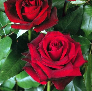 Róża wielkokwiatowa ciemnoczerwona