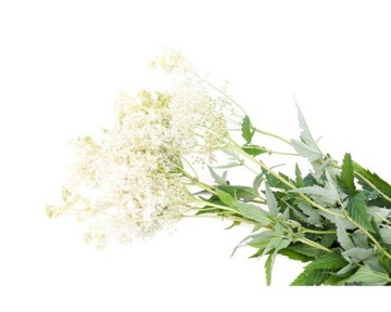 EQUIHERBS, Zioła dla koni - WIĄZÓWKA BŁOTNA, papierowa torba 1 kg
