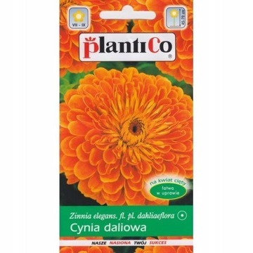 CYNIA WYTWORNA DALIOWA 1 g ORANGE KING POMARAŃCZ P